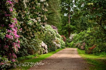 Rhododendronroute
